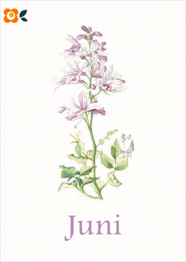 Postkarte 06/ Juni Liliput, Blumen